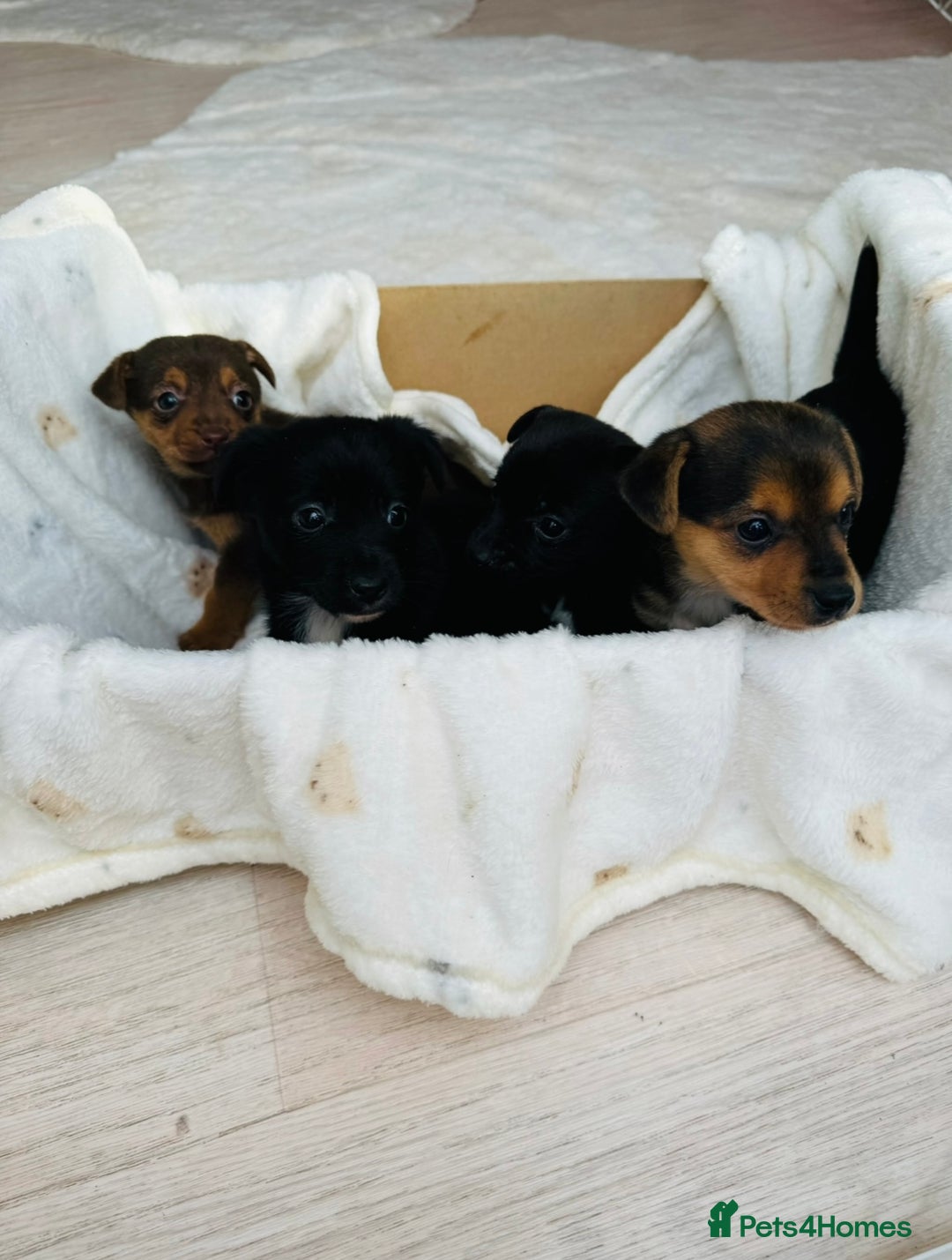 Patterjack dogs for sale: Beautiful patterjack puppies  - Advert 11