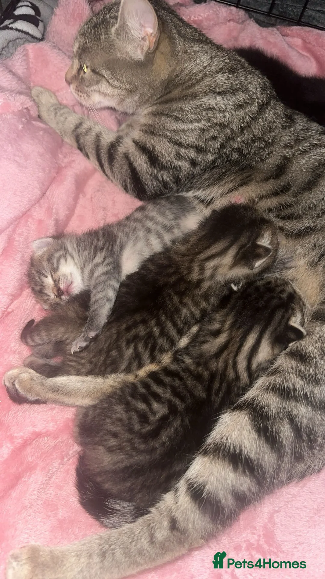 Mixed Breed cats for sale: 2 beautiful female kittens in Port Glasgow - Advert 5