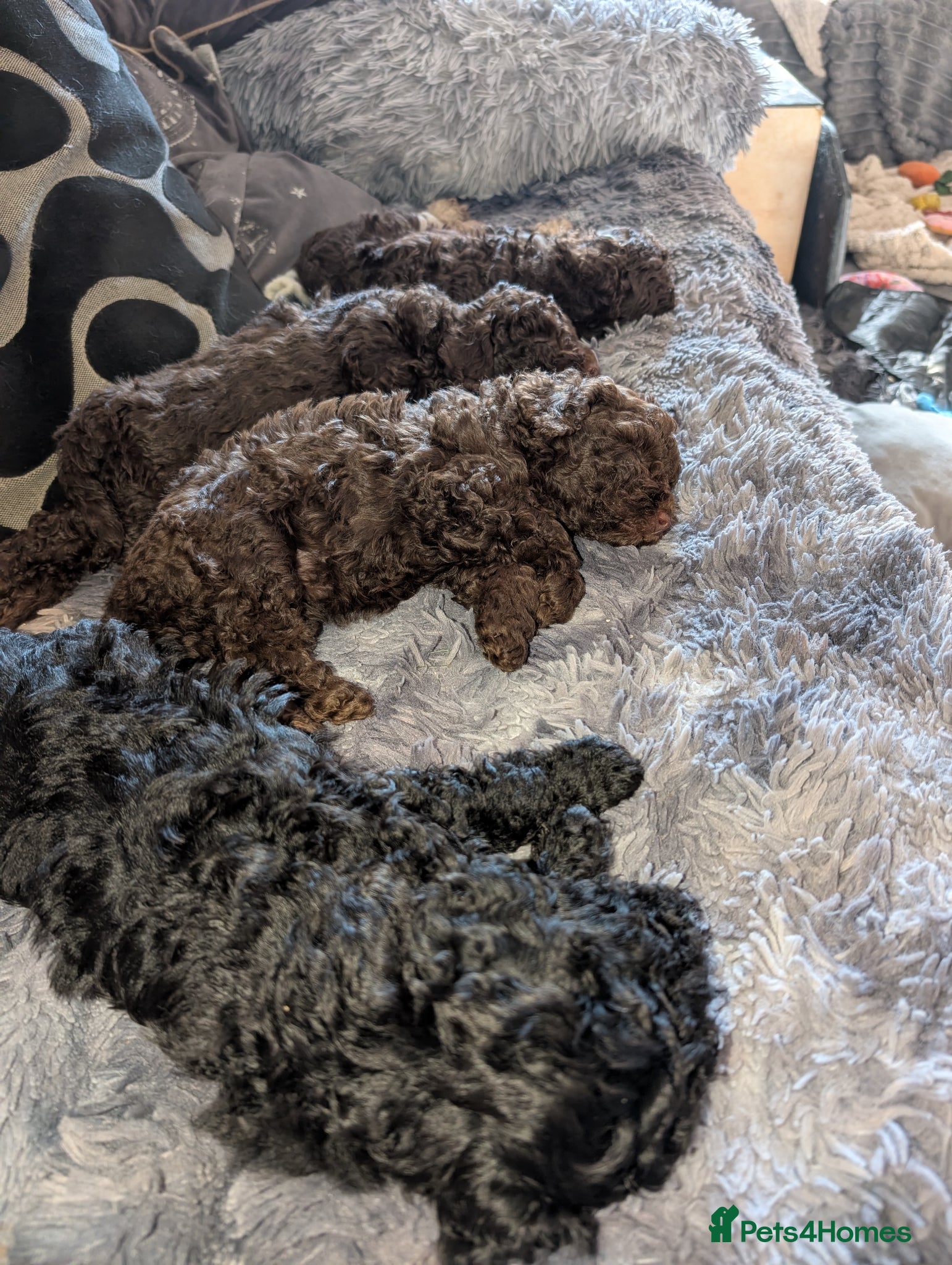 Labradoodle dogs 🐾Stunning adorable F1BB Mini Labradoodle Pups🐾  - Advert 1