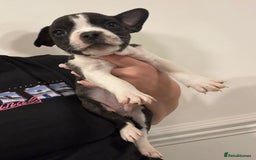 Mixed Breed dogs for sale: French bulldog x American staff - Image 12