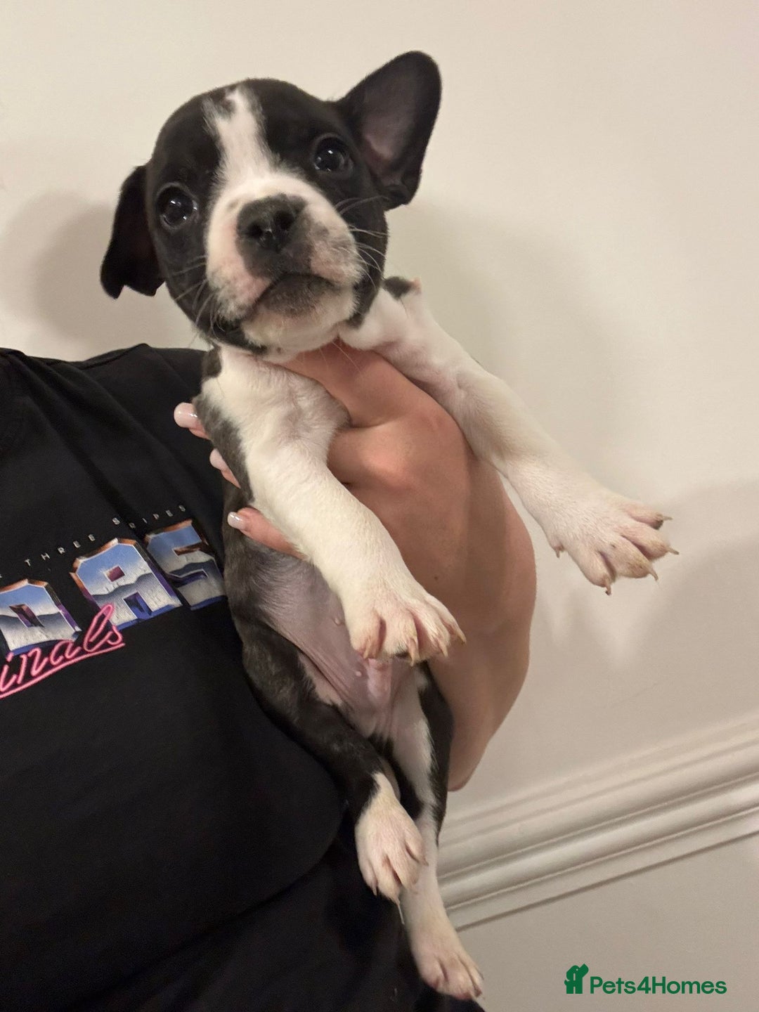 Mixed Breed dogs for sale: French bulldog x American staff - Image 12