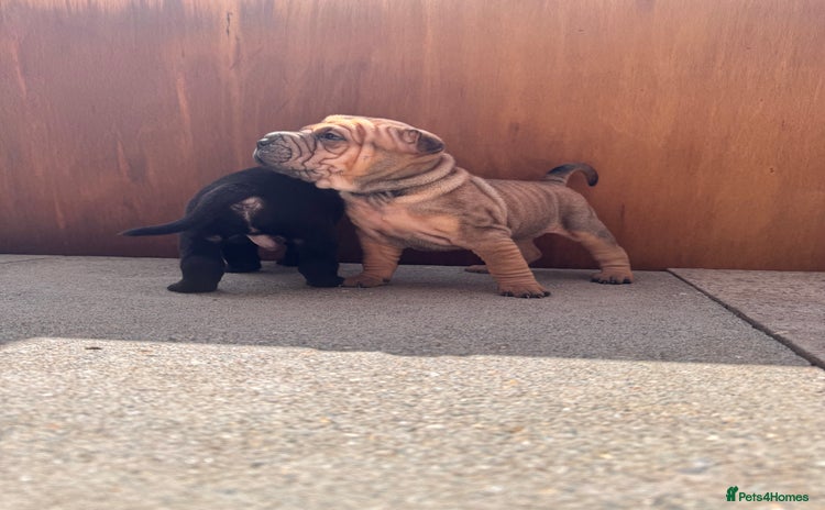 Shar Pei dogs - Advert 1