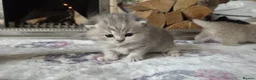 British Shorthair cats for sale: six beautiful British Shorthair  in Halifax - Advert 10