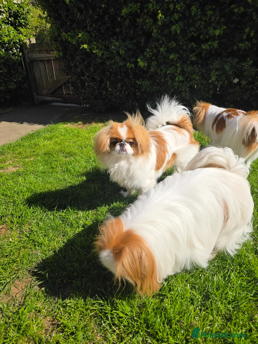 Japanese Chin dogs for sale: Japanese chin male for sale  - Advert 2
