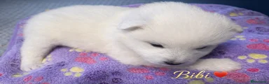 Samoyed Puppy 1 *. Bibi