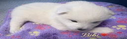 Samoyed dogs for sale:  ** s Samoyed puppies  in Inverness - Advert 6