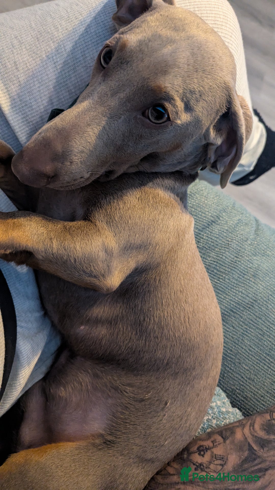 Miniature Dachshund dogs for sale: 1 year old male miniature daschund - Advert 5