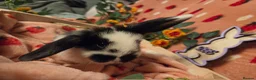 Mini Lop rabbits for sale: Last butterfly mini lop Doe - Advert 12