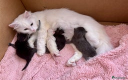 Siberian cats for sale: Pure White Siberian Boy - Image 16