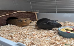 Guinea Pig rodents for sale: 3 x female Guinea pigs - Advert 2