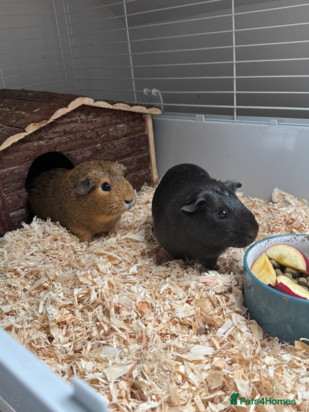 Guinea Pig rodents for sale: 3 x female Guinea pigs - Advert 2