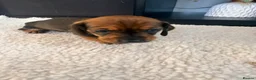 Miniature Dachshund dogs for sale: Lovely litter of 5 Miniature Dachshunds  - Advert 13
