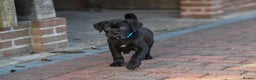 Cane Corso dogs for sale: Elite cane corso puppies  - Advert 6