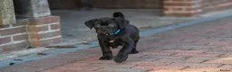 Cane Corso dogs for sale: Elite cane corso puppies  - Advert 6