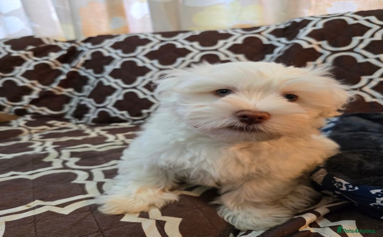 Havanese dogs - Advert 16