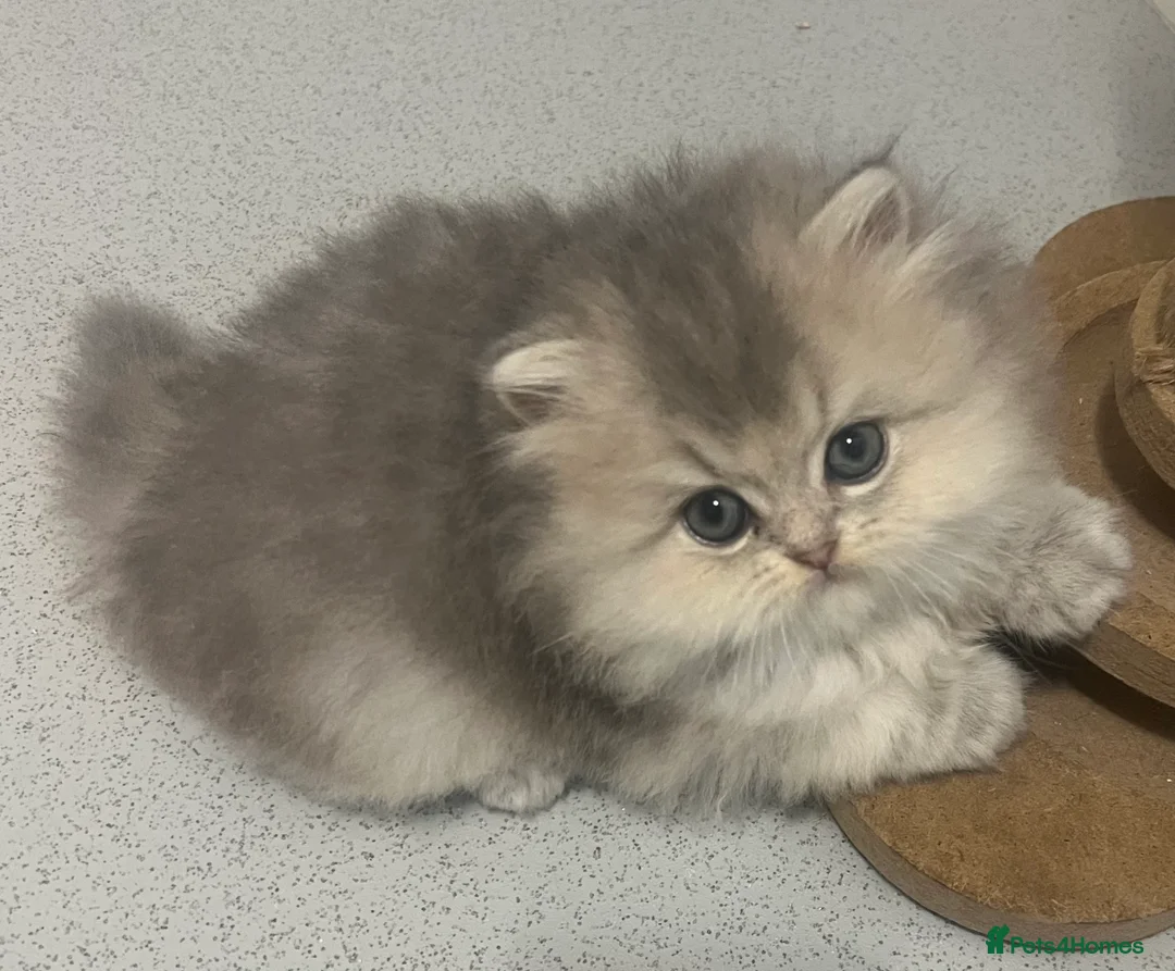 Scottish Fold cats for stud: Inter-champion SFLH straight male stud only  - Advert 9