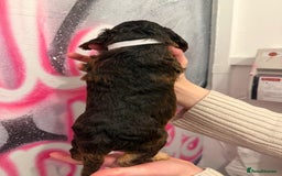 Cockapoo dogs for sale: *STUNNING F1 COCKAPOO PUPPIES* - Advert 6