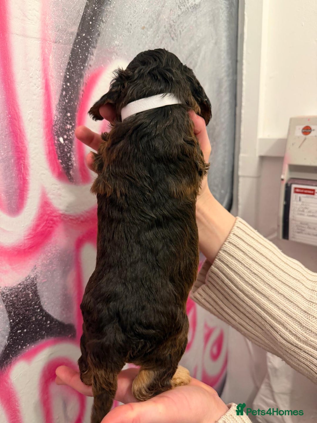 Cockapoo dogs for sale: *STUNNING F1 COCKAPOO PUPPIES* - Advert 6