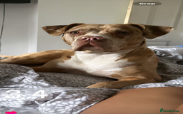 American Bully dogs for sale: Beautiful American bully  - Advert 2