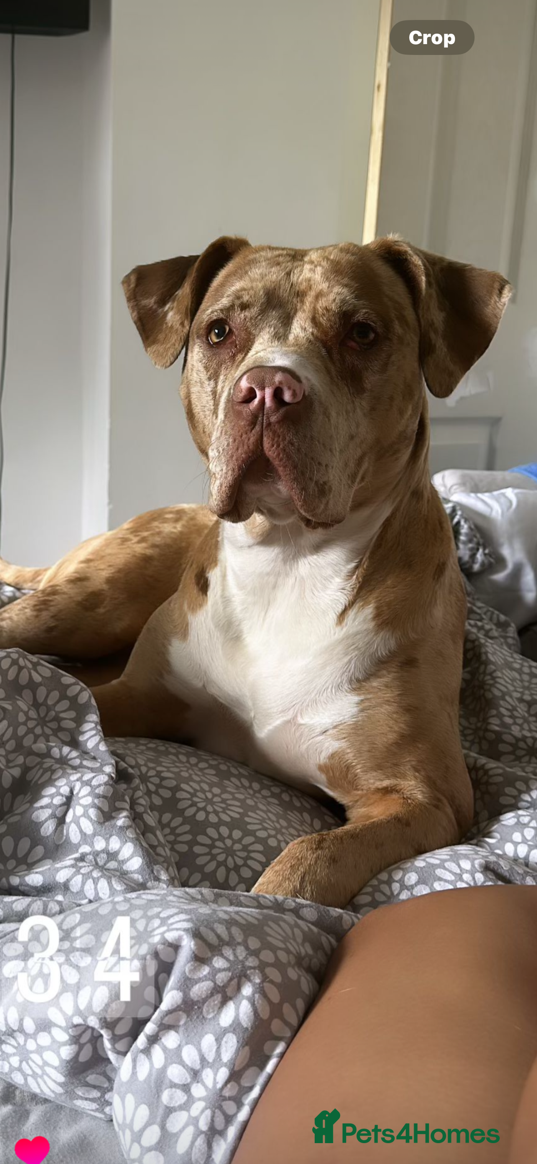 American Bully dogs for sale: Beautiful American bully  - Advert 2