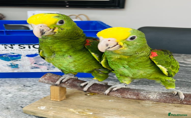 Parrots birds - Advert 2