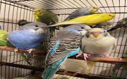 Budgerigars birds for sale: Budgies  - Advert 5