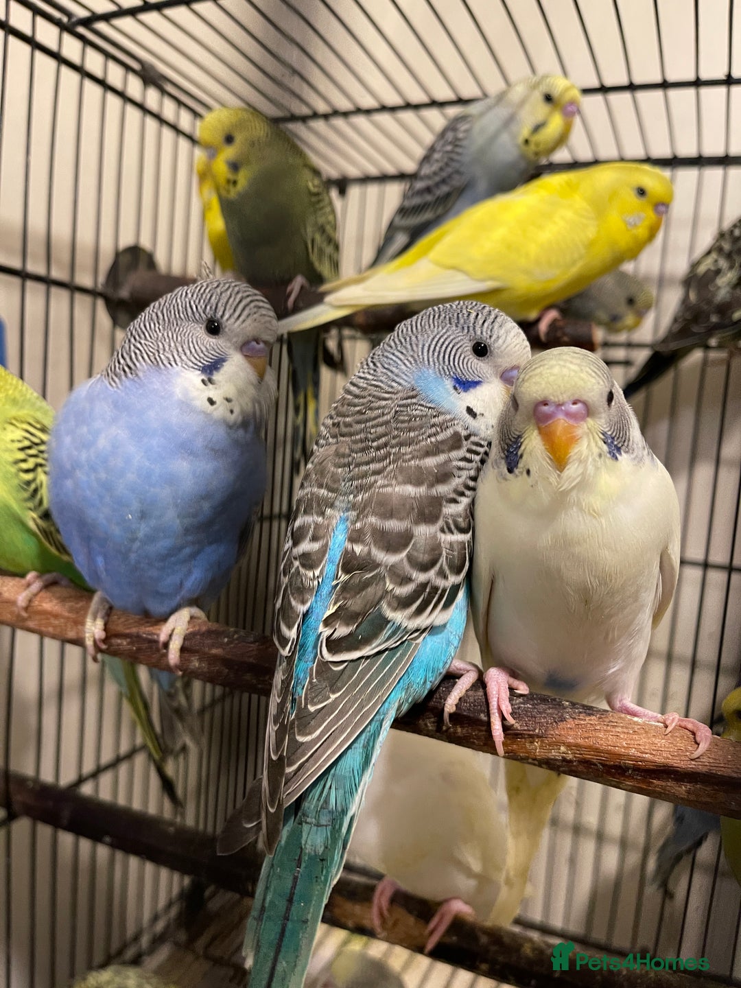 Budgerigars birds for sale: Budgies  - Advert 5