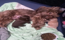 Shih Tzu dogs for sale: Amazing stunnin choc shihzu puppies ready to leave - Image 2