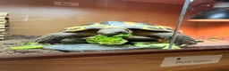 Tortoise reptiles for sale: Horsefield tortoise - Advert 2