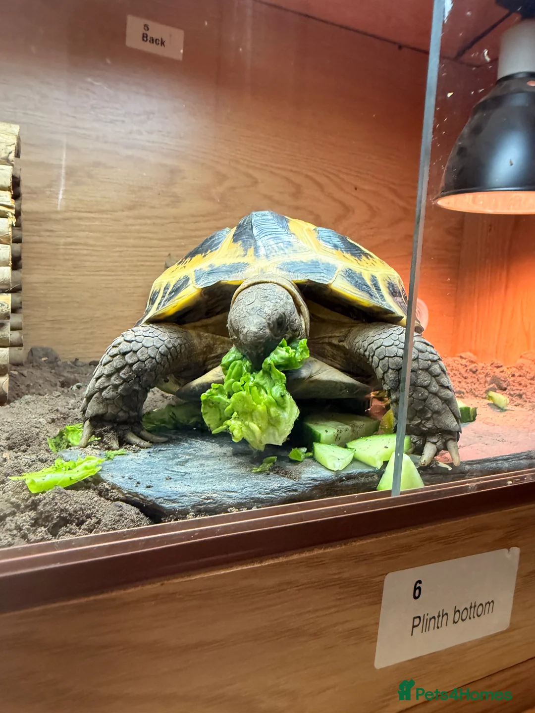 Tortoise reptiles for sale: Horsefield tortoise - Advert 2