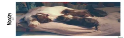 Sprocker dogs for sale: Puppies for salw - Advert 2