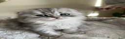 Scottish Fold cats for sale: Adorable Scottish Fold Kittens  - Advert 18