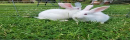 New Zealand rabbits for sale: New Zealand White rabbits (6 weeks old) - Advert 2