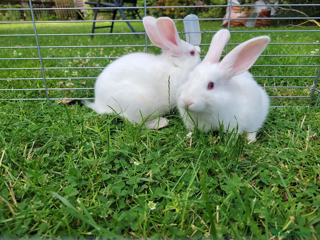 New Zealand rabbits for sale: New Zealand White rabbits (6 weeks old) - Advert 2