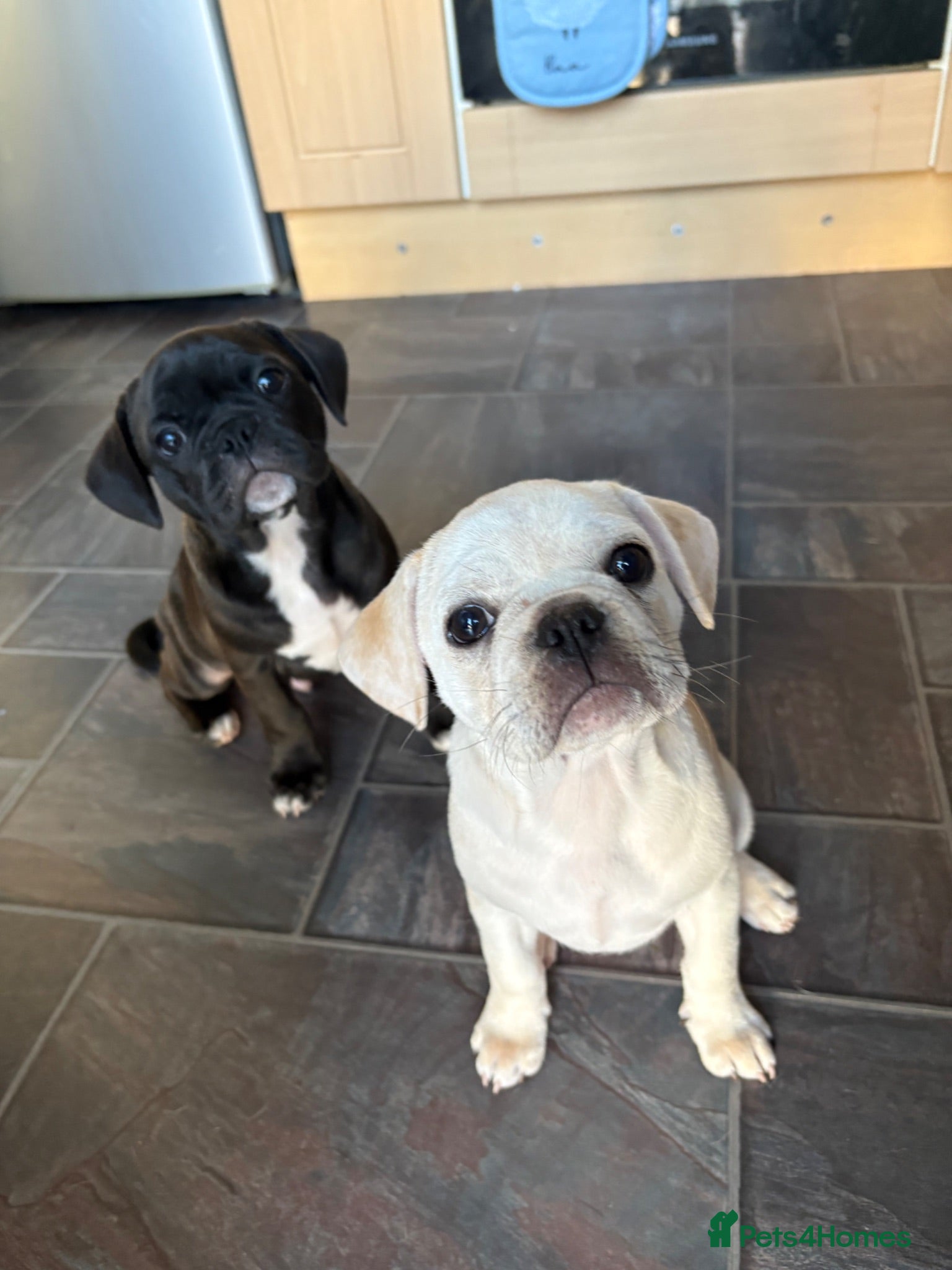 Frug dogs 🐶 Pug/French bulldog puppies 🐶 Rare markings - Advert 6