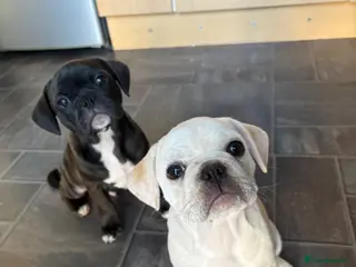Frug dogs 🐶 Pug/French bulldog puppies 🐶 Rare markings - Advert 11