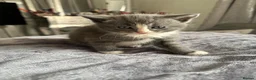 Mixed Breed cats for sale: 2 beautiful mixed ragdoll kittens male  - Advert 6