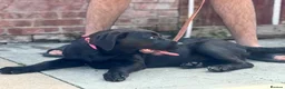 Cane Corso dogs for sale: 1 male 1 female cane  in Romford - Advert 25