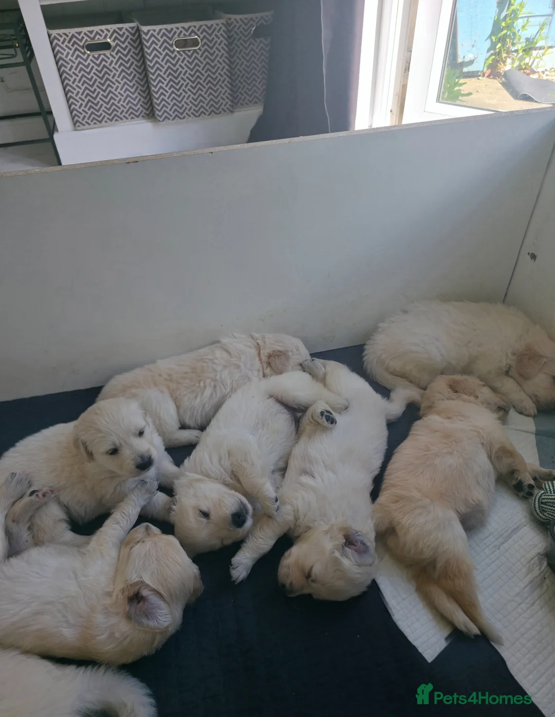 Golden Retriever dogs for sale: Golden retriever puppies in Cumnock - Advert 41