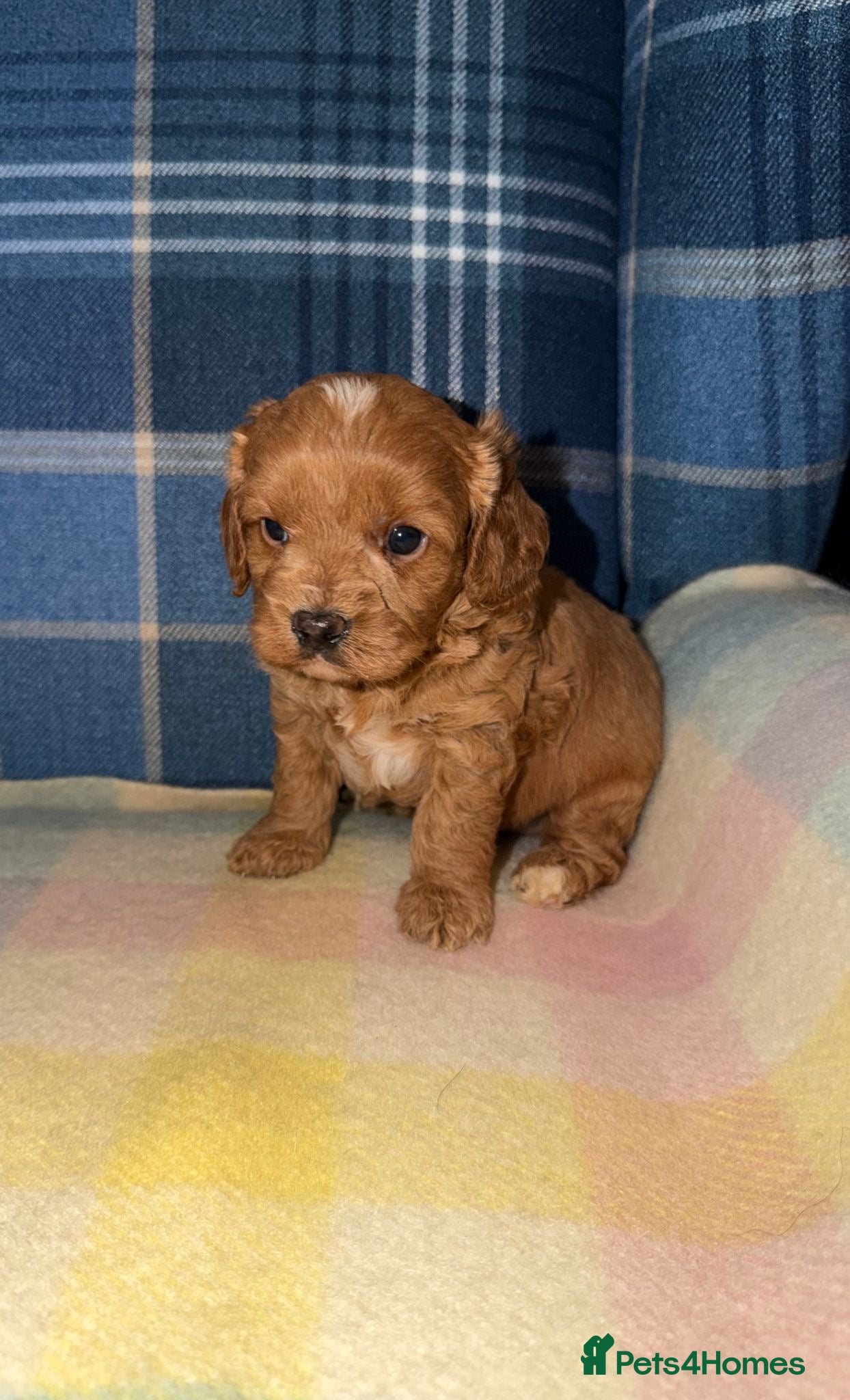 Cavapoo dogs for sale: Stunning Red Cavapoo Puppies - Advert 4