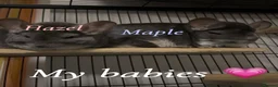 Chinchilla rodents for sale: 2 female chinchillas  in Bodmin - Advert 2