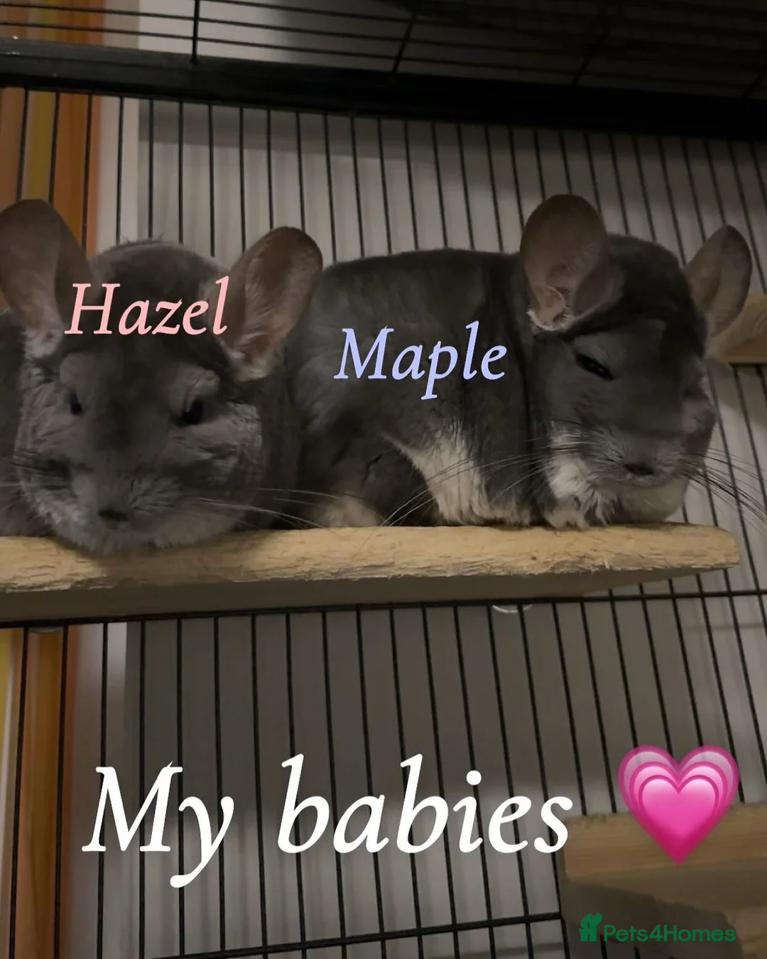 Chinchilla rodents for sale: 2 female chinchillas  in Bodmin - Advert 2