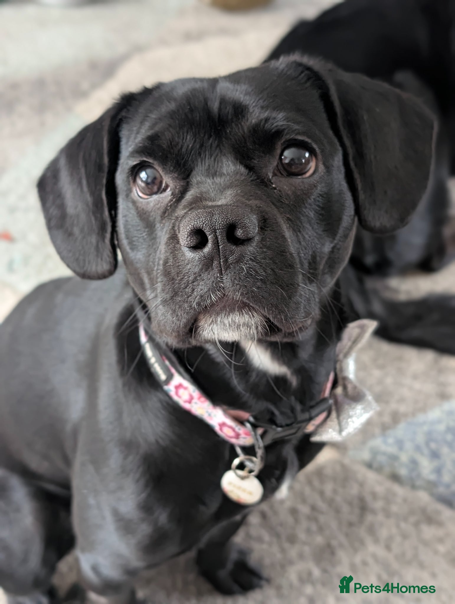 Mixed Breed dogs Frenchie/cockapoo - Advert 2