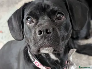 Mixed Breed dogs Frenchie/cockapoo - Advert 1