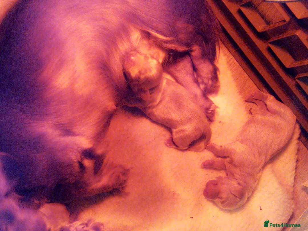 Miniature Dachshund dogs for sale: Three miniature long haired dachshunds  - Advert 14