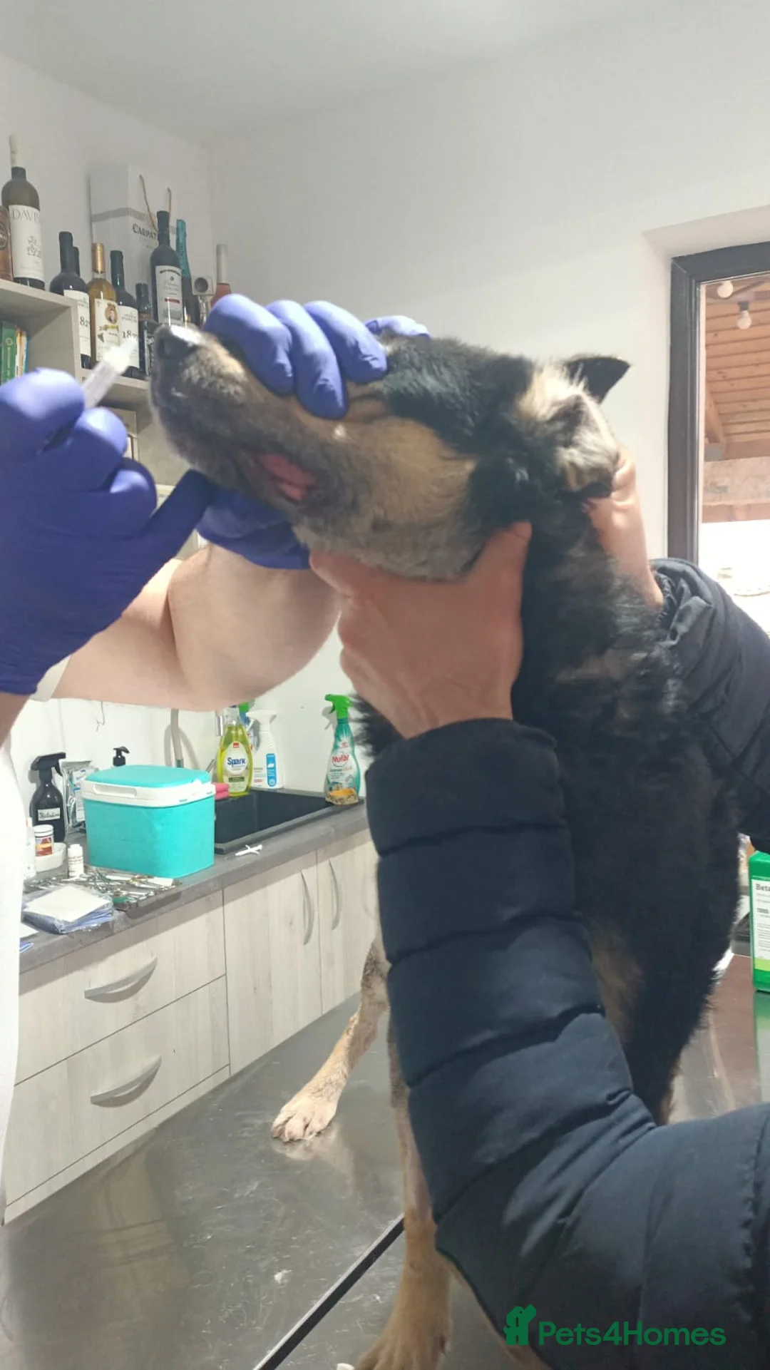 Mixed Breed dogs for adoption: 🐾 RUDY – Waiting for the Life He Deserves 🐾 in Nottingham - Advert 10