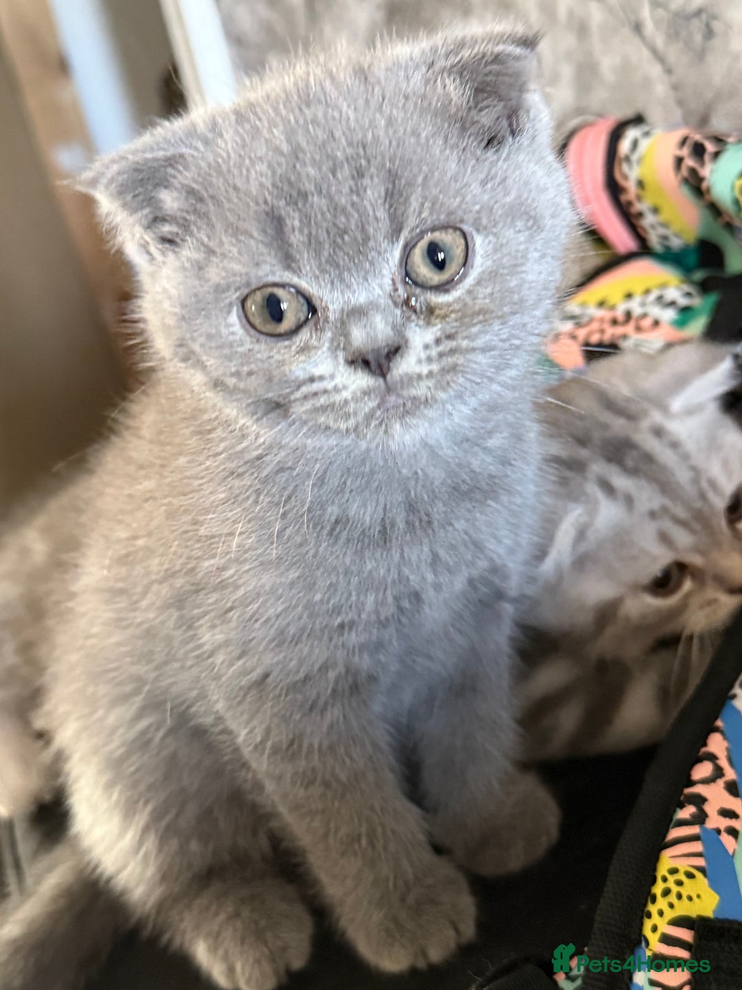 British Shorthair cats for sale: British short hair  in Heckmondwike - Image 20