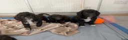 Cockapoo dogs for sale: 2 curly chocolate brown boys F1b cockapoos - Advert 12