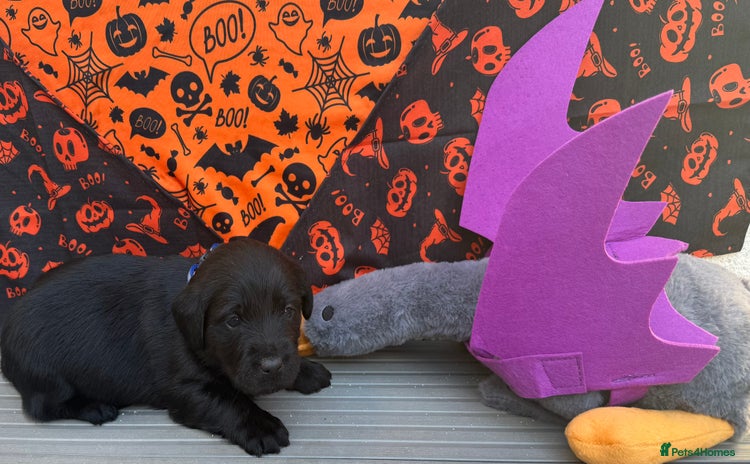 Labrador Retriever dogs - Advert 11