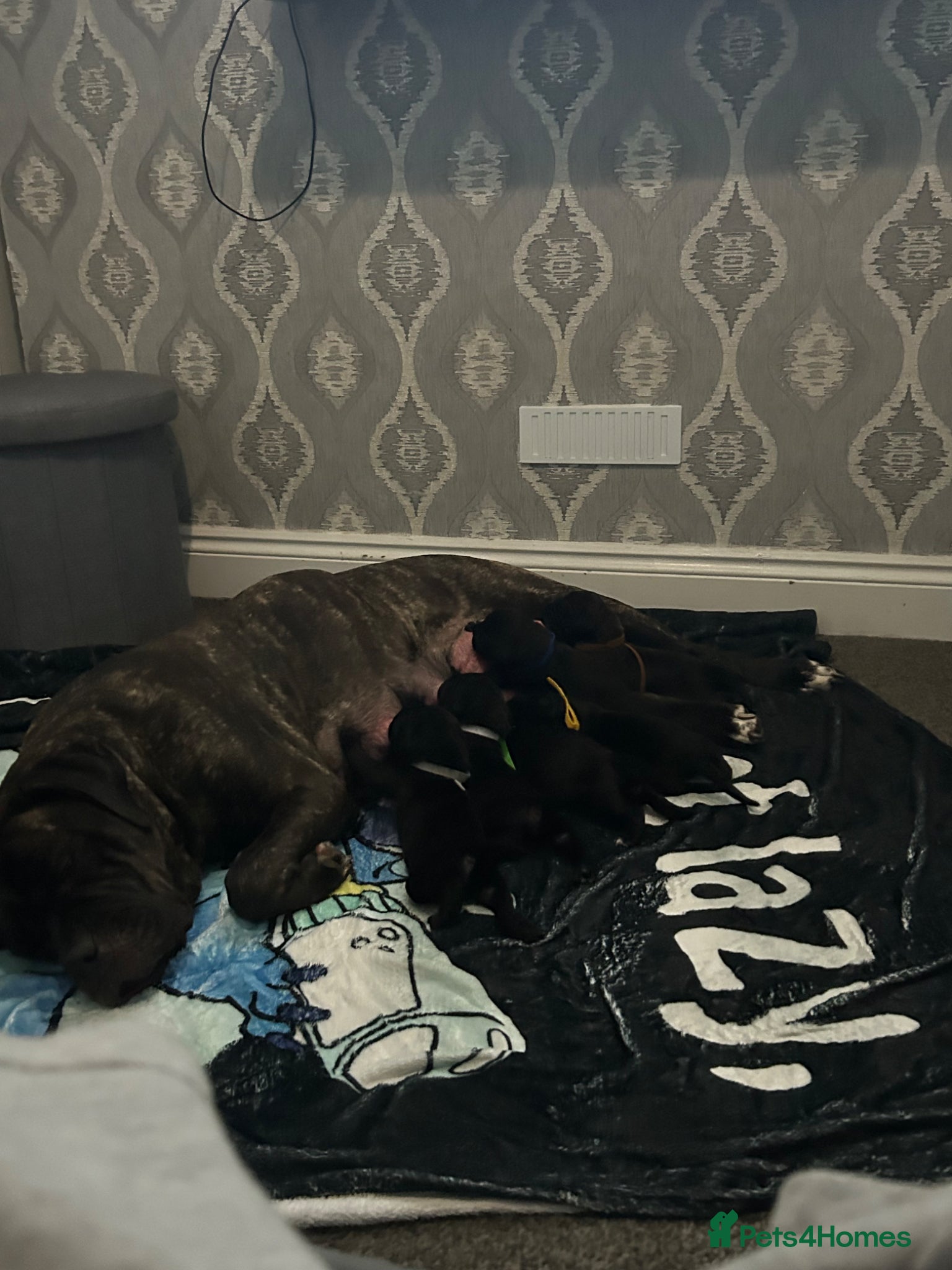 Cane Corso dogs 🐾 Beautiful Cane Corso Mastiff Puppies for Sale  - Advert 2